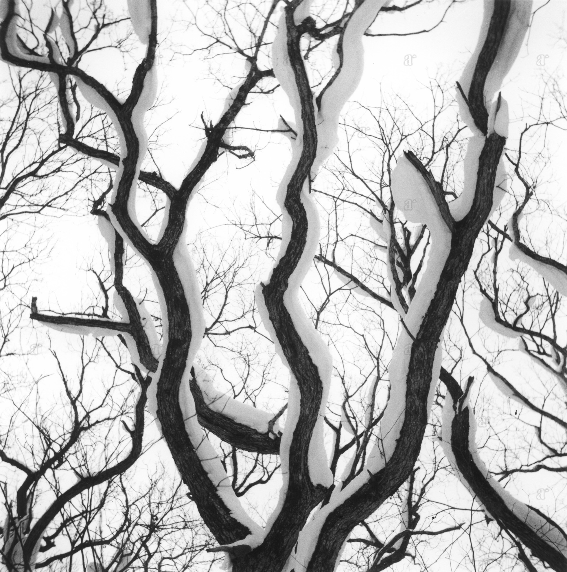 杵島 隆 &ldquo;樹 1949&rdquo; Takashi Kijima &ldquo;tree 1949&rdquo;